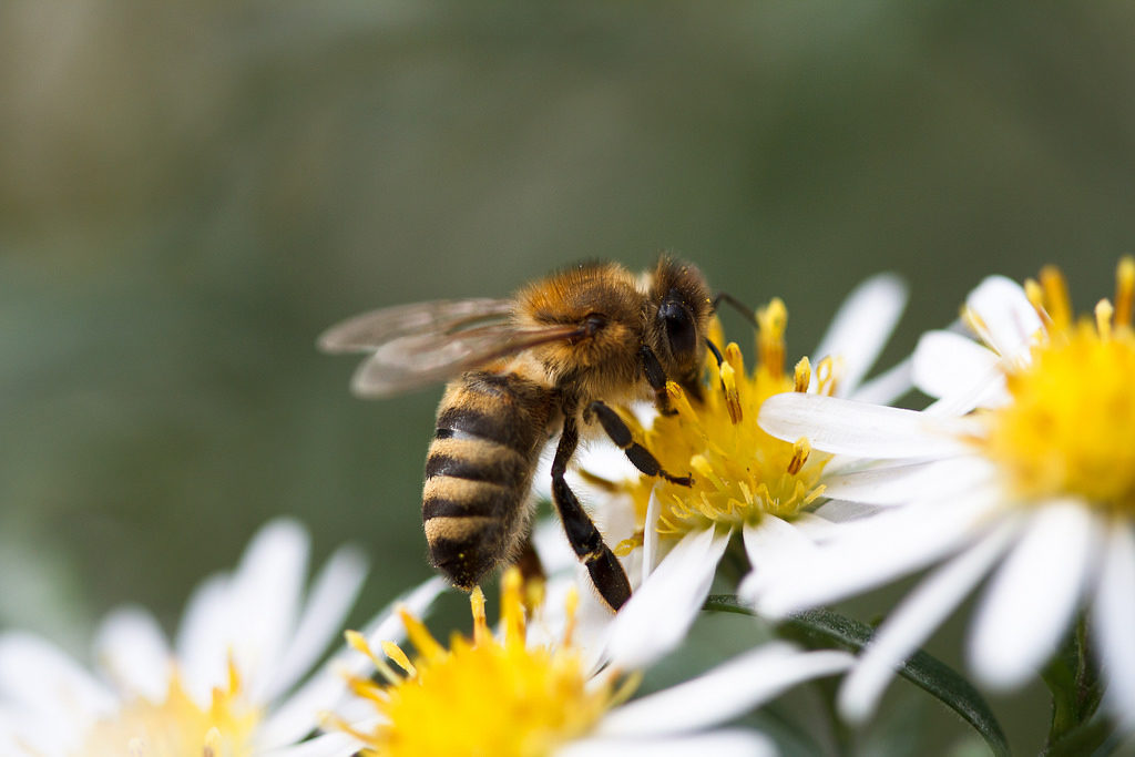 Bee Pollinating a Flower