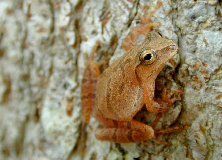 spring peeper, frog