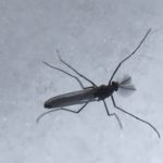 midge insect