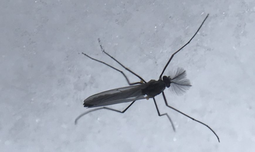 midge insect