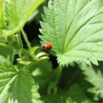 stinging nettle