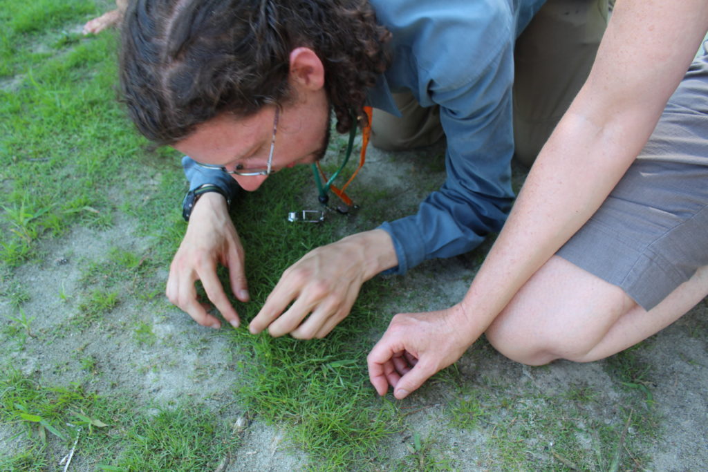 Botanist, Aaron Marcus, inspects rare beach plants with a magnifying lens.