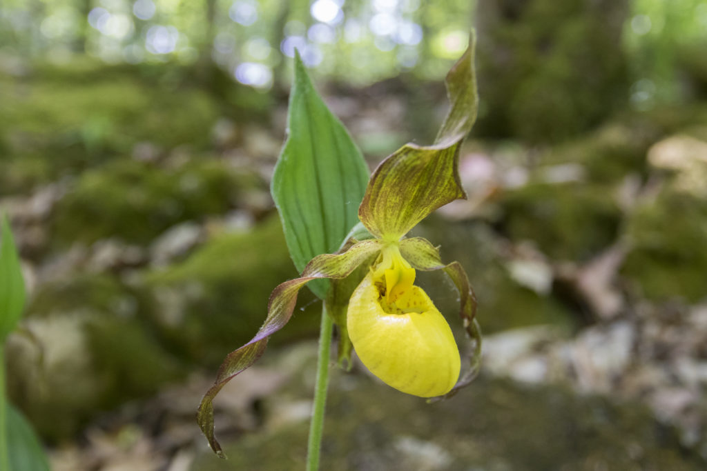 Rare yellow lady-slipper orchid growing in nutrient-rich soil. Photo: Sean Beckett