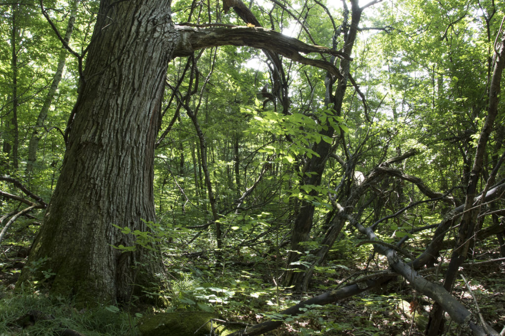 200 year-old red oak tree at the edge of the Arms forest property boundary. Photo: Sean Beckett