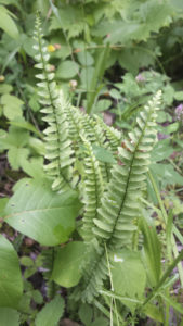 Uncommon ebony spleenwort fern growing in nutrient-rich soil. Photo: Sean Beckett