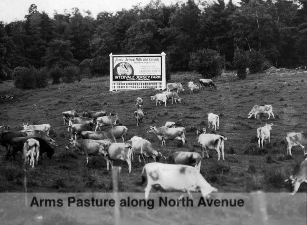 Jersey cattle and Intervale Jersey Farm billboard depicting hillside behind Burlington High School. Courtesy of the Arms family.