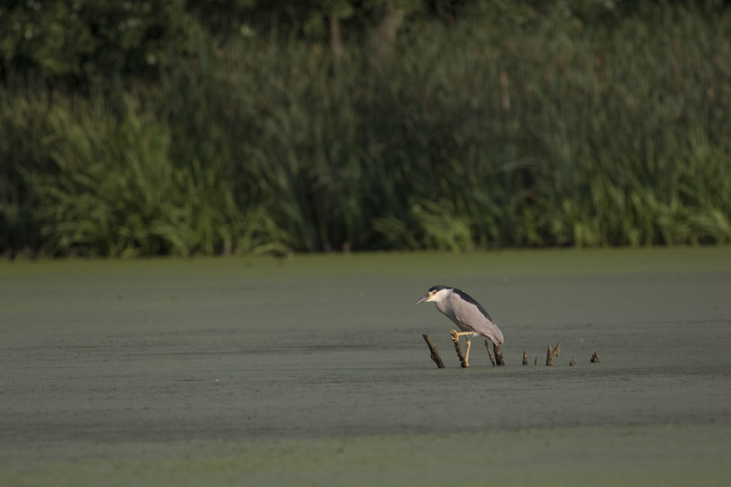 Adult black-crowned night-heron hunting in the Arthur Park pond. Photo: Sean Beckett