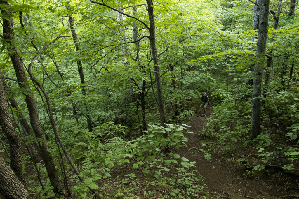 Trails and rich forests in Ethan Allen Park. Photo: Sean Beckett