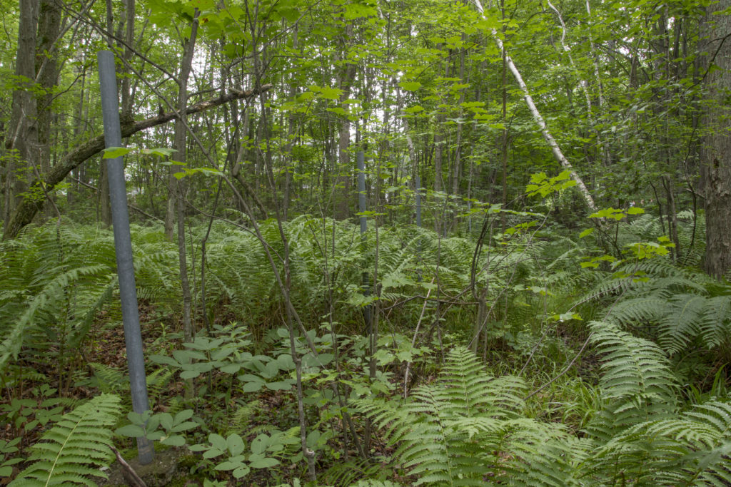 Abandoned posts of a former chain-link fence bisecting the forest. Photo: Sean Beckett