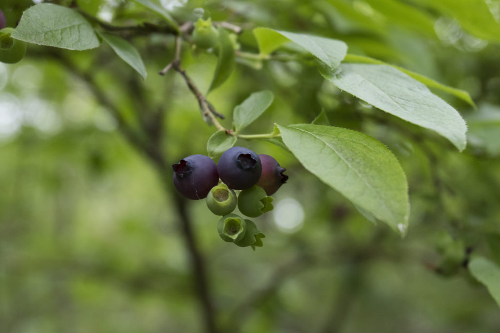Highbush blueberries compose a major portion of the trailside vegetation. Photo: Sean Beckett