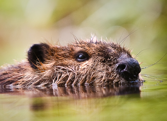 Beaver Swimming in a Pond