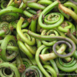photo of harvested fiddleheads
