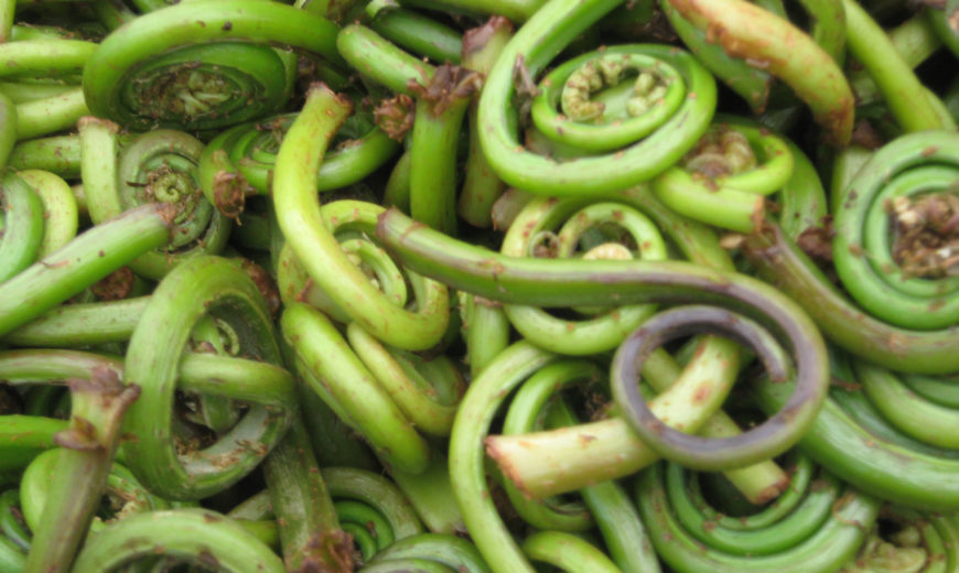 photo of harvested fiddleheads