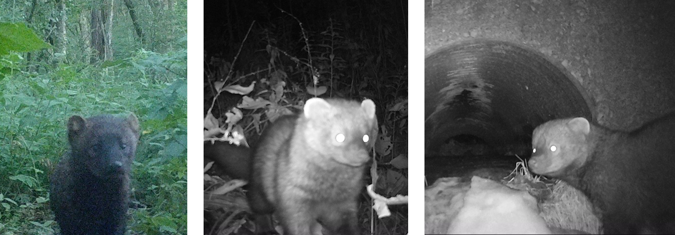 Fisher cat: Not a fish eater and not a cat. What's in a name
