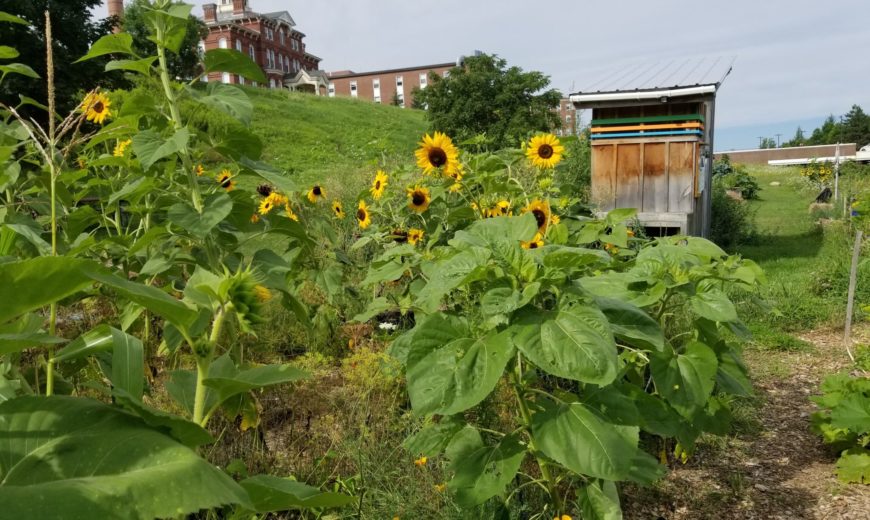 community garden sunflowers